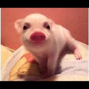 Meet your Posher, Damaris